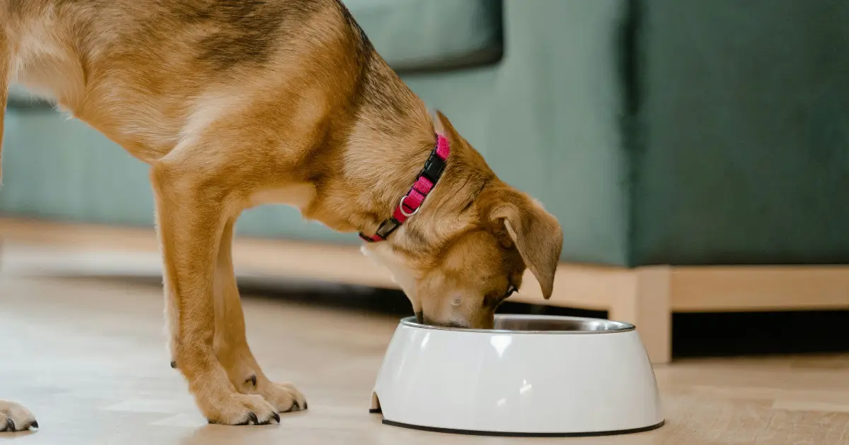 best cheap dog food