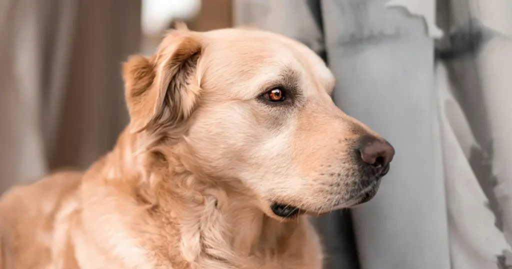 Train Your Dog as a Service Dog