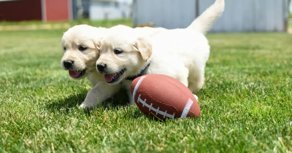 Golden Retriever Puppy