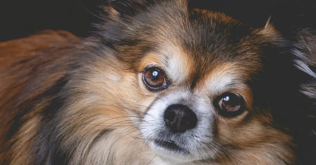 Long Haired Chihuahua